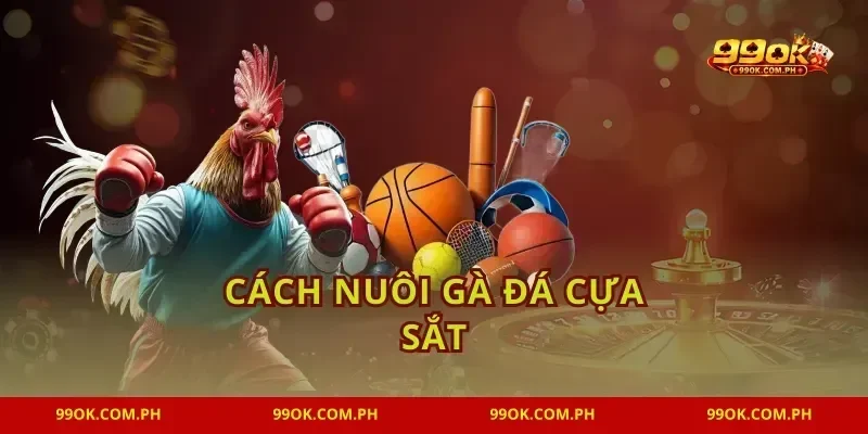 Cách Nuôi Gà Đá Cựa Sắt 99OK Tăng Lực Sung Sức Nhất